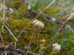 Alyssum umbellatum