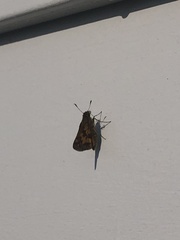 Polites peckius