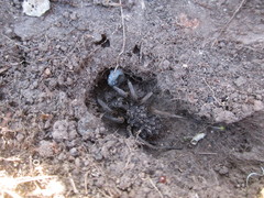 Tasmanicosa godeffroyi