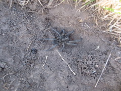 Tasmanicosa godeffroyi