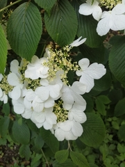 Viburnum plicatum