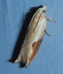 Pseudexentera costomaculana