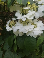 Viburnum plicatum