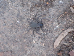Morebilus plagusius