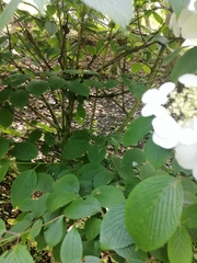 Viburnum plicatum