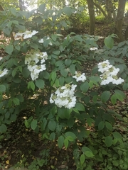 Viburnum plicatum