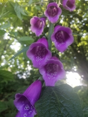 Digitalis purpurea