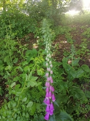 Digitalis purpurea