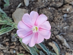 Convolvulus cantabrica image