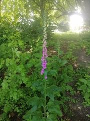 Digitalis purpurea