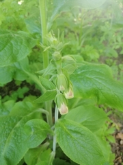 Digitalis purpurea