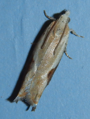 Pseudexentera costomaculana