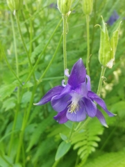 Aquilegia