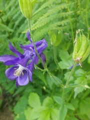 Aquilegia