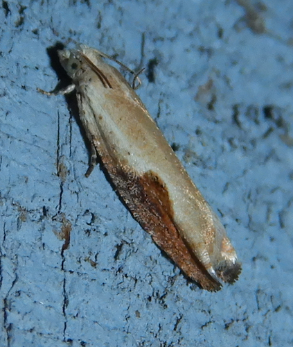 Pseudexentera costomaculana photo 2
