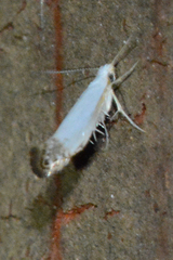 Argyresthia apicimaculella