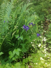 Aquilegia