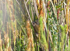 Cryptillas victorini