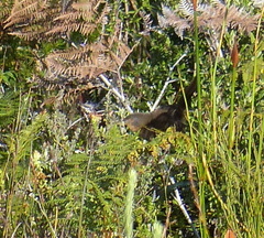 Cryptillas victorini