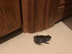 Pseudophryne occidentalis