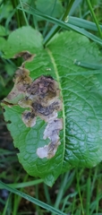 Pegomya bicolor