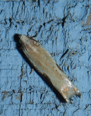 Pseudexentera costomaculana