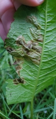 Pegomya bicolor