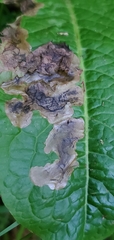 Pegomya bicolor