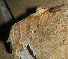 Sthenopis argenteomaculatus