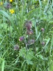 Geum rivale