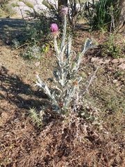 Onopordum macracanthum
