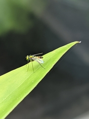 Condylostylus flavipes