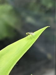 Condylostylus flavipes