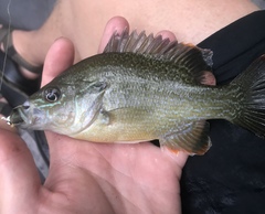Lepomis auritus × cyanellus