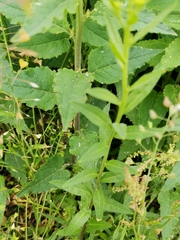 Erysimum virgatum