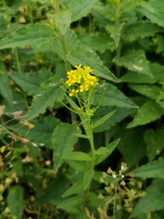Erysimum virgatum