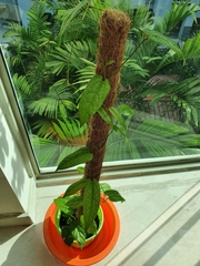 Aristolochia acuminata