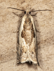 Ancylis subaequana