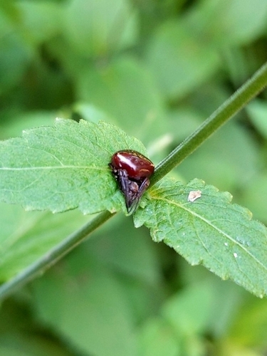 Neoscona semilunaris
