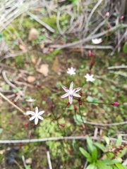 Strumaria tenella tenella