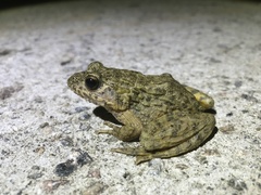 Glandirana emeljanovi