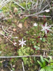Strumaria tenella tenella