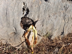 Drimia numidica
