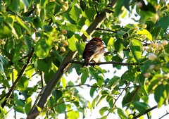 Carpodacus erythrinus grebnitskii