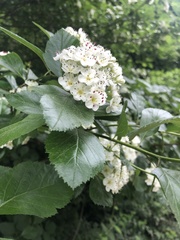 Angiospermae