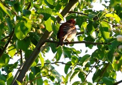 Carpodacus erythrinus grebnitskii