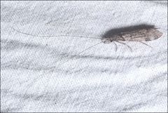 Triplectides similis