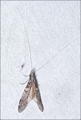 Triplectides similis