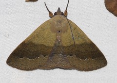 Ophyx ochroptera