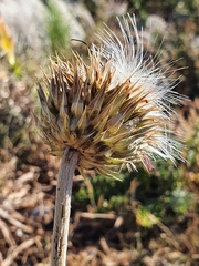 Carduus macrocephalus image